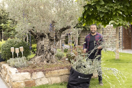 Olivenbäume - der richtige Rückschnitt