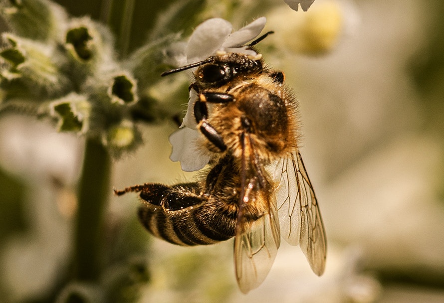 Wieso eine Bienentränke wichtig ist