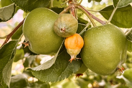 Fruchtausdünnung bei Äpfeln und Birnen