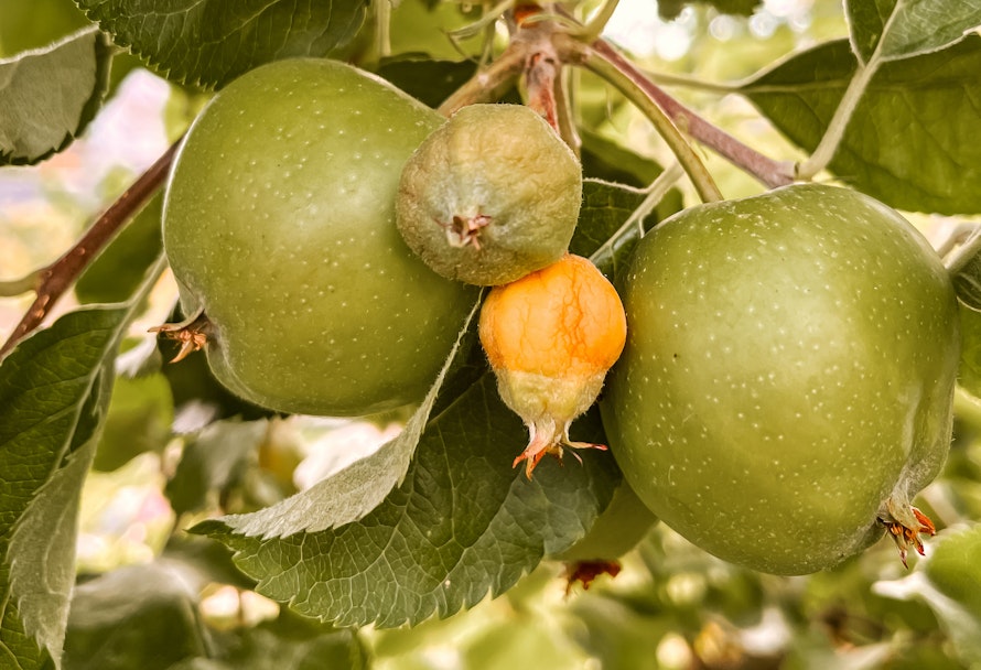 Fruchtausdünnung bei Äpfeln und Birnen