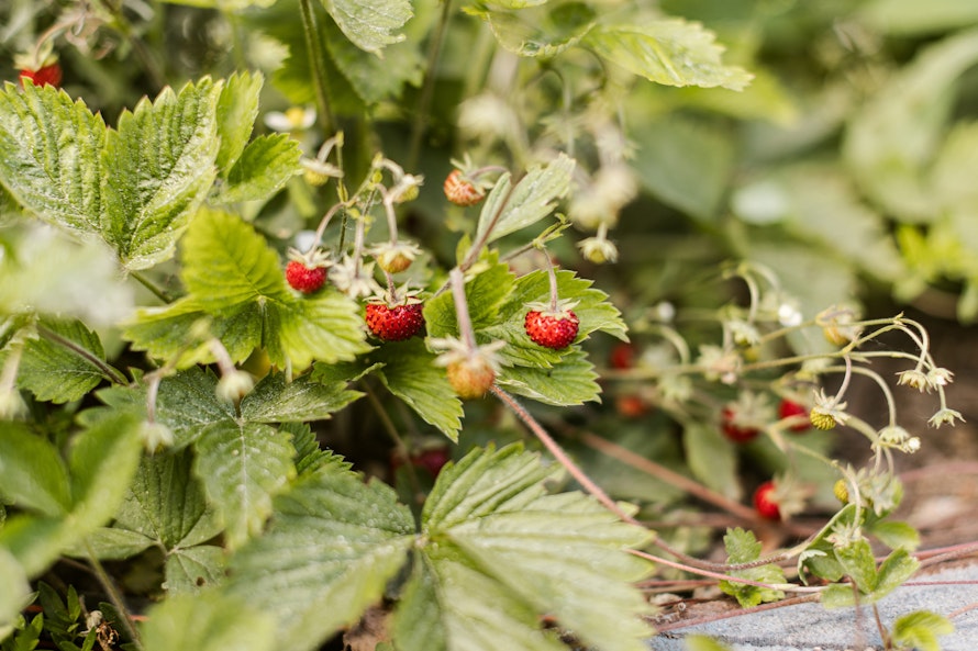 Erdbeeren - Tipps für eine reiche Ernte