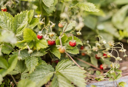 Erdbeeren - Tipps für eine reiche Ernte